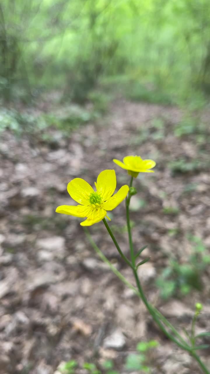 毛茛花在森林里轻轻摇曳视频素材