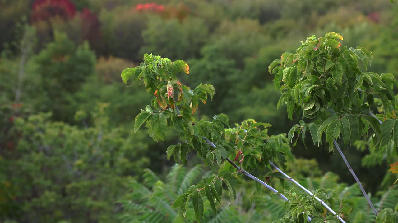 高架茂密的森林背景在4k分辨率视频在黄昏视频素材