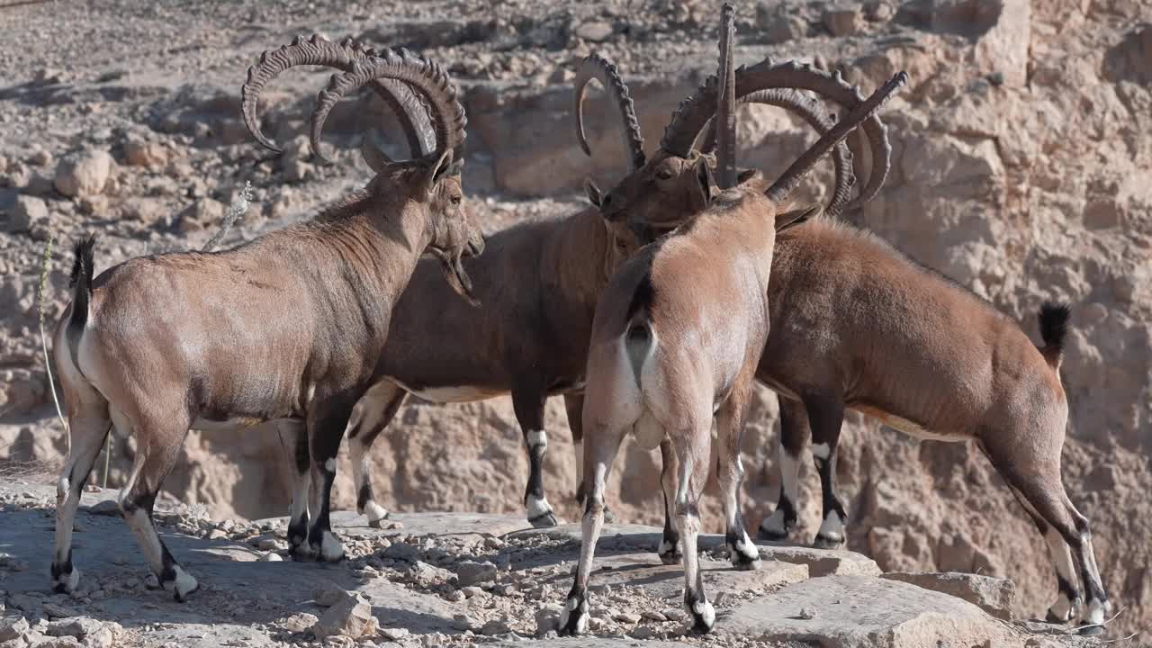 ibex, 努比亚山羊 (Capra nubiana)视频素材