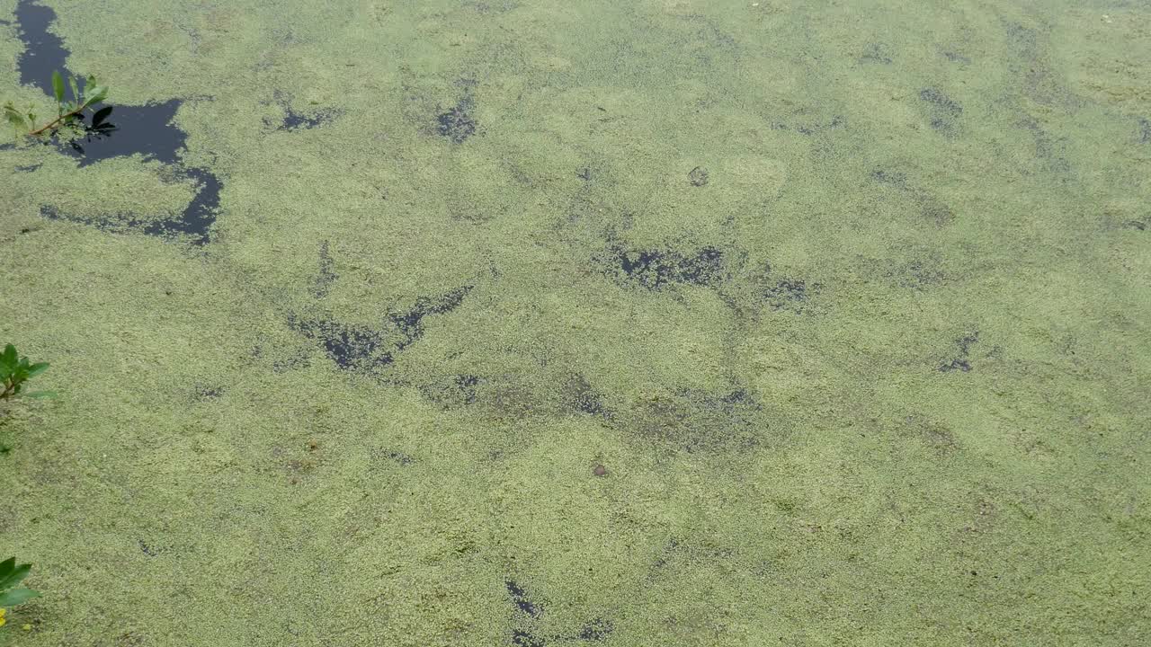 漂浮在水面上的浮萍视频素材