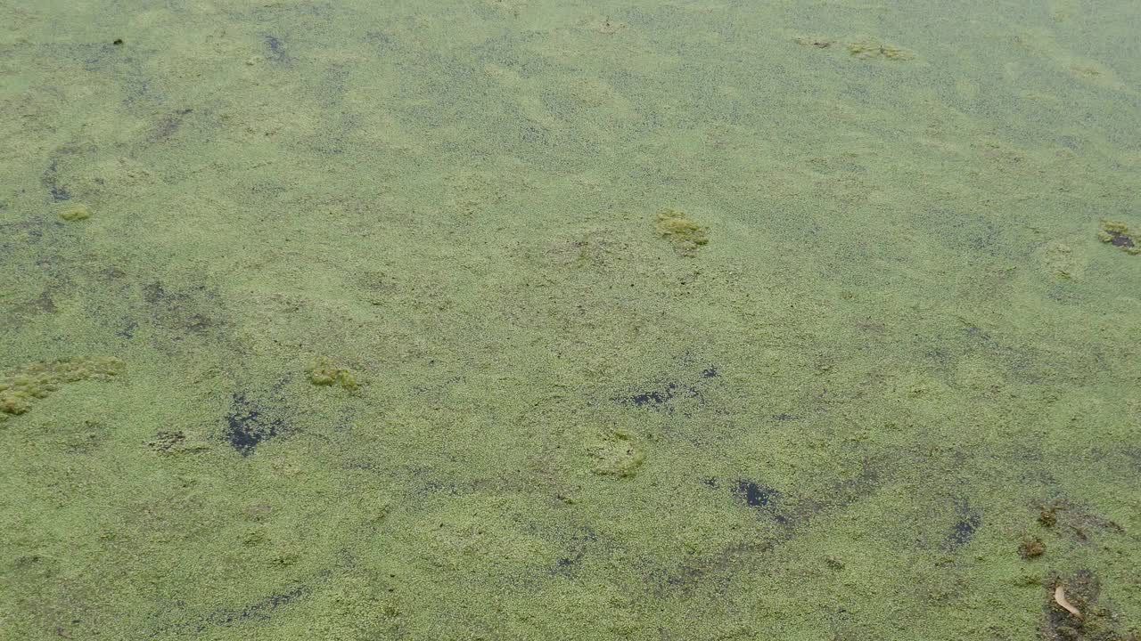 漂浮在水面上的浮萍视频素材