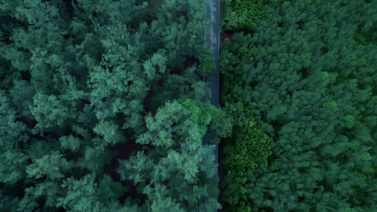 从空中俯瞰的针叶林，通过一条蜿蜒的道路在山上通过视频素材