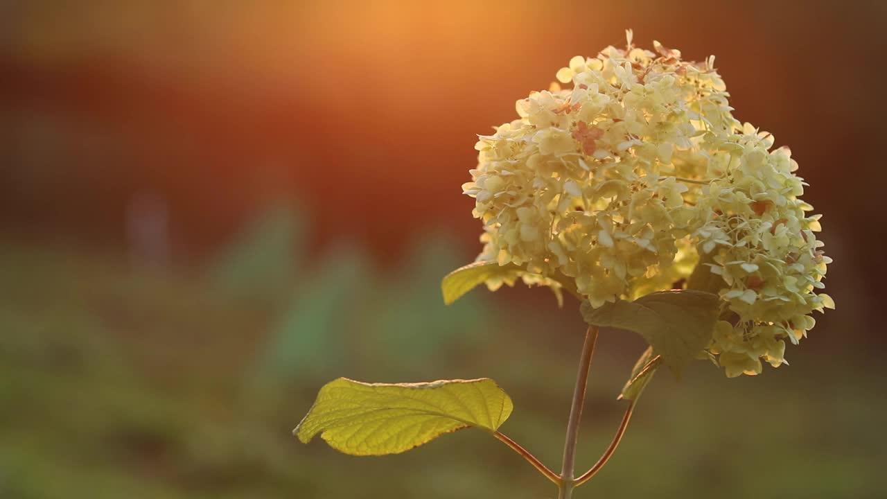 夕阳下的白色绣球花视频下载