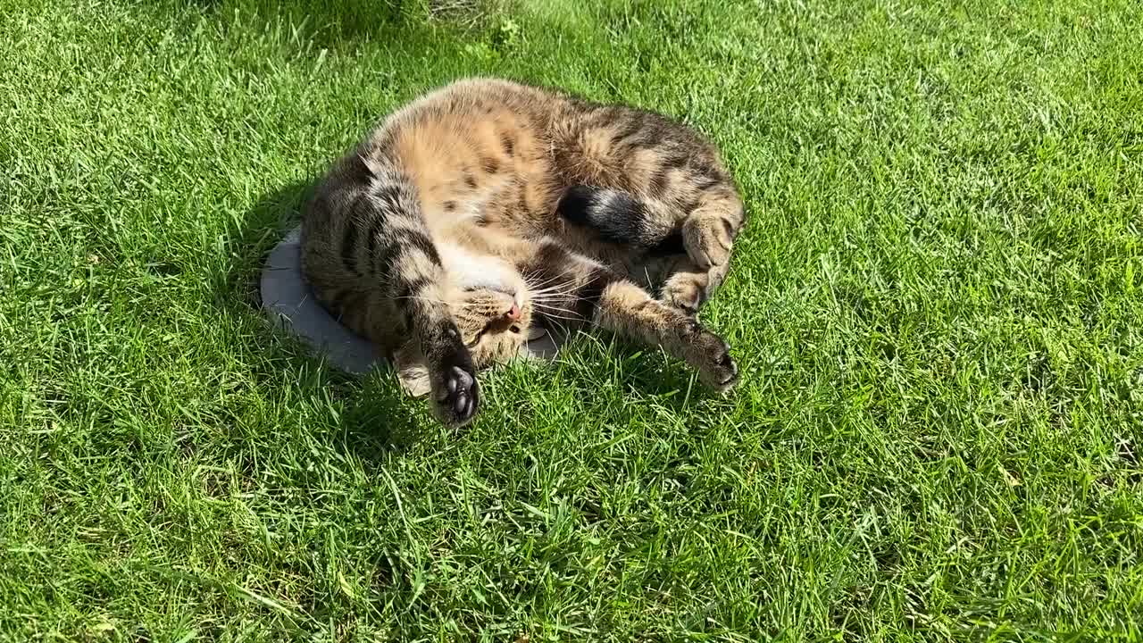 那只毛茸茸的猫睡得很香，把腿伸在草地上。视频素材