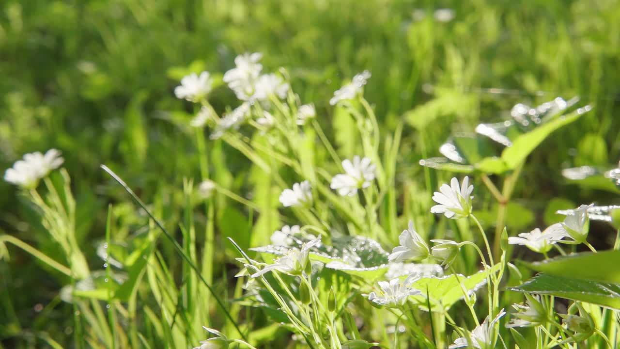 夏雨落在野花上，动作缓慢视频素材