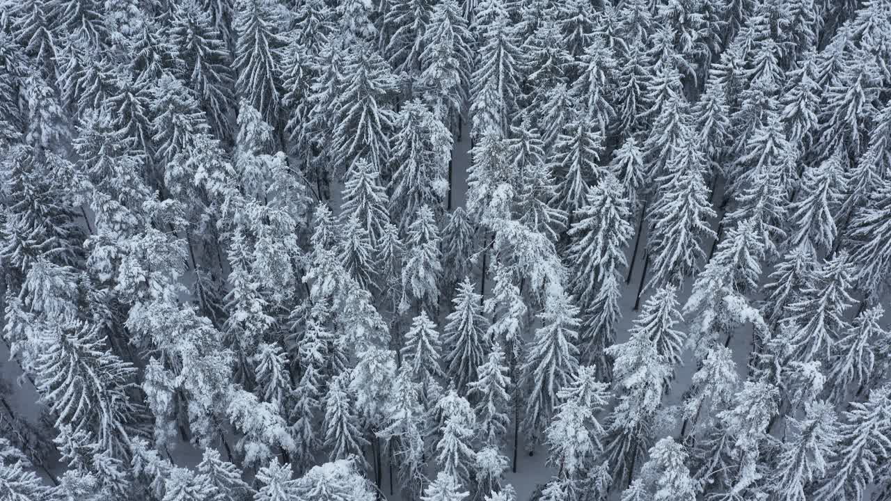 飞行在冰雪覆盖的森林里，全帧。法兰克尼亚,巴伐利亚,德国。视频素材