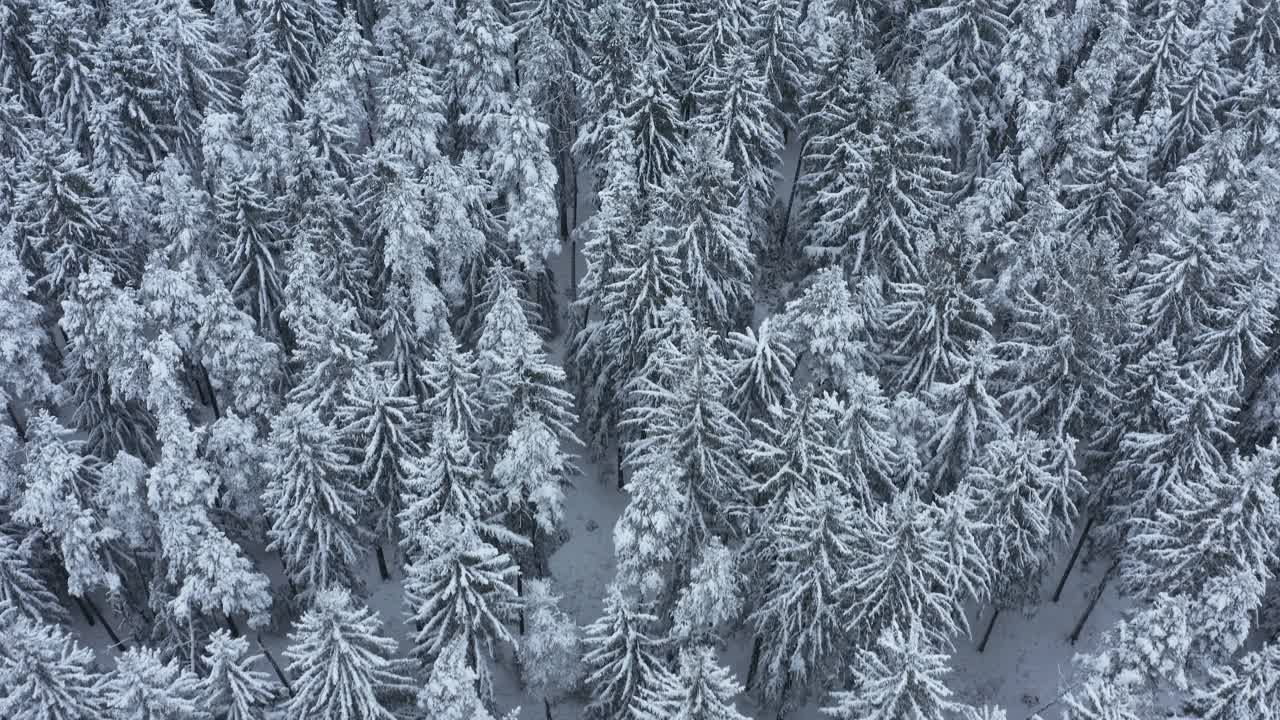 飞行在冰雪覆盖的森林里，全帧。法兰克尼亚,巴伐利亚,德国。视频素材