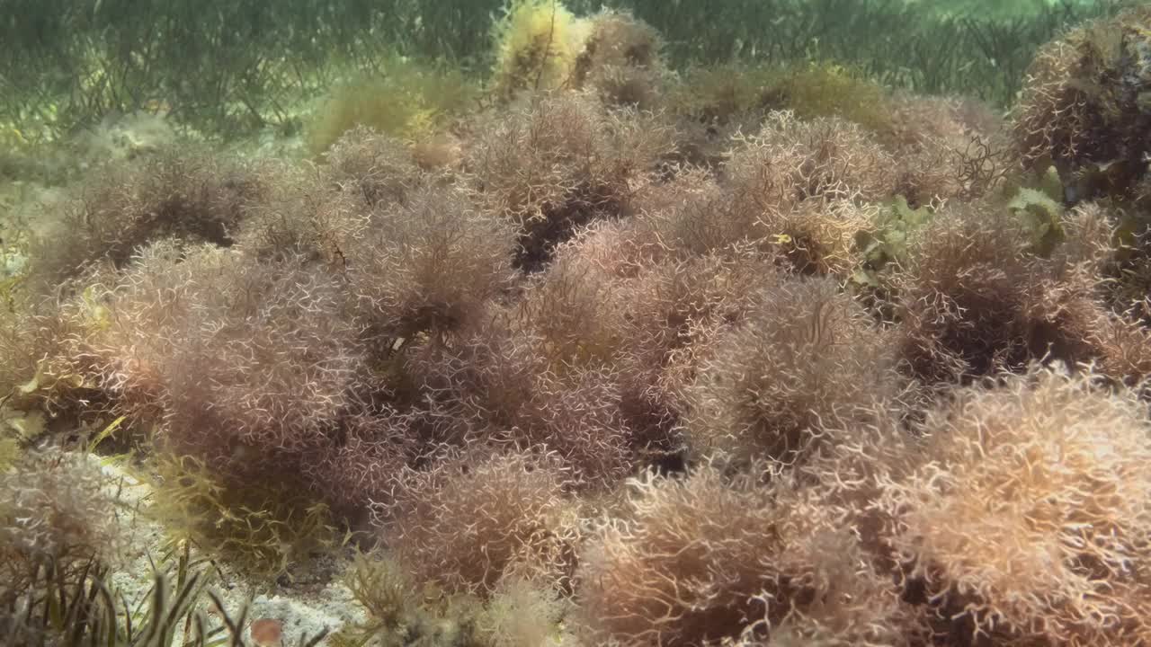 在阳光的照射下，浅水中密密麻麻的红藻、褐藻和绿色海草。水下景观视频素材