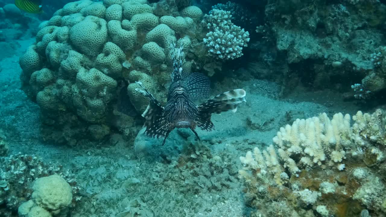 两条狮子鱼在珊瑚礁附近的海床上慢慢游过。红狮鱼，特写，慢镜头视频素材