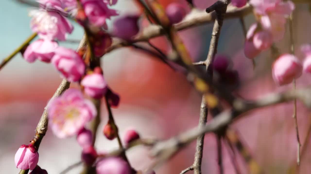 粉色的梅花绽放。粉色的梅花。视频素材