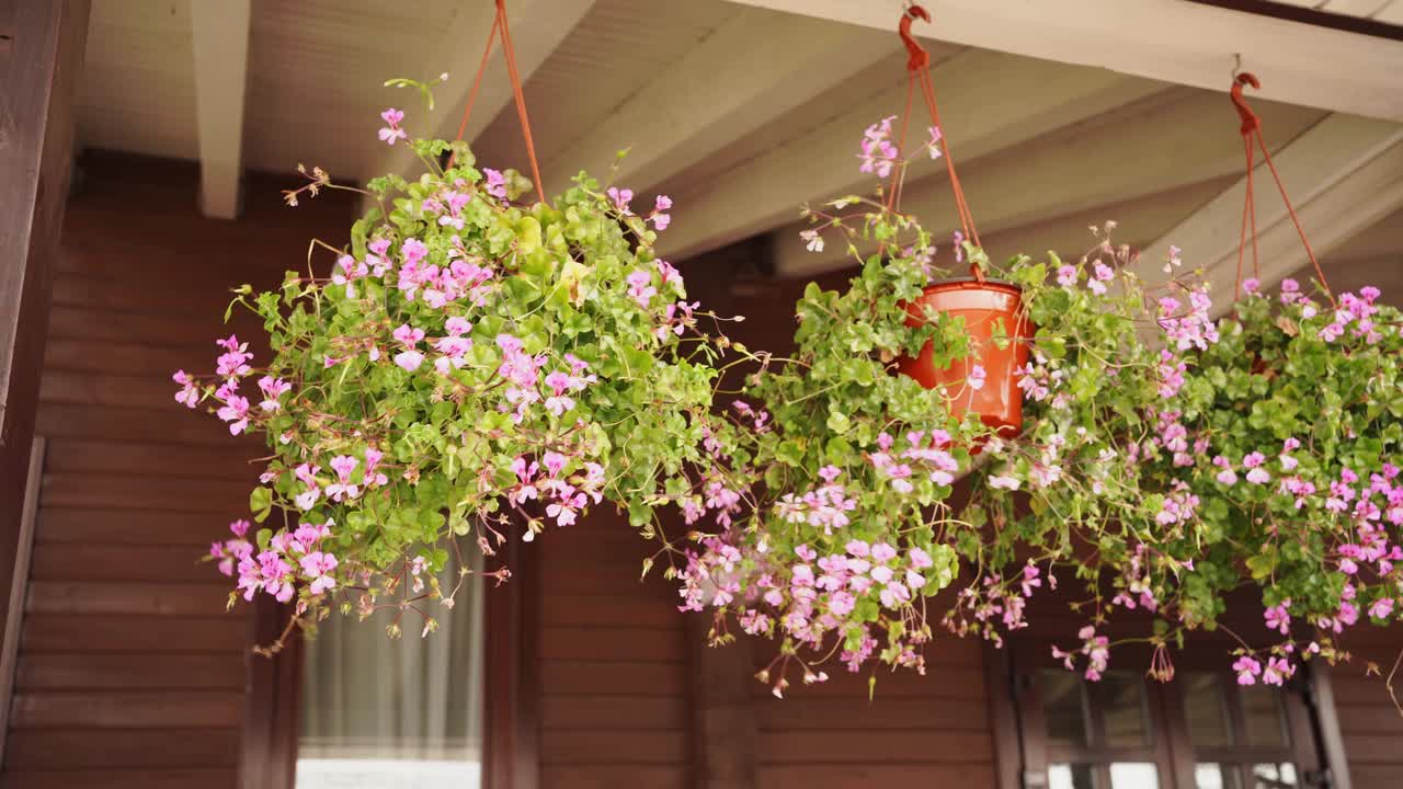 挂着粉色花朵的花盆悬挂在屋顶上，在风中摇摆。视频素材