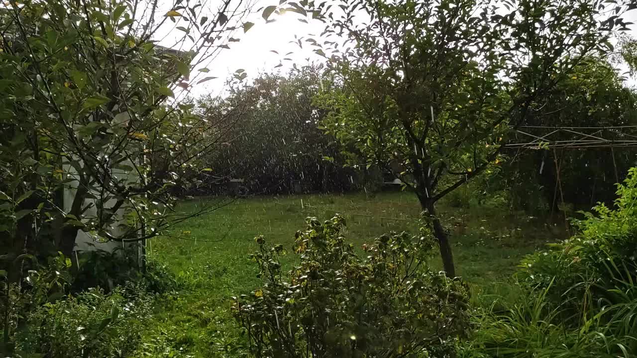 晴天刮风时，花园里会下大雨视频素材