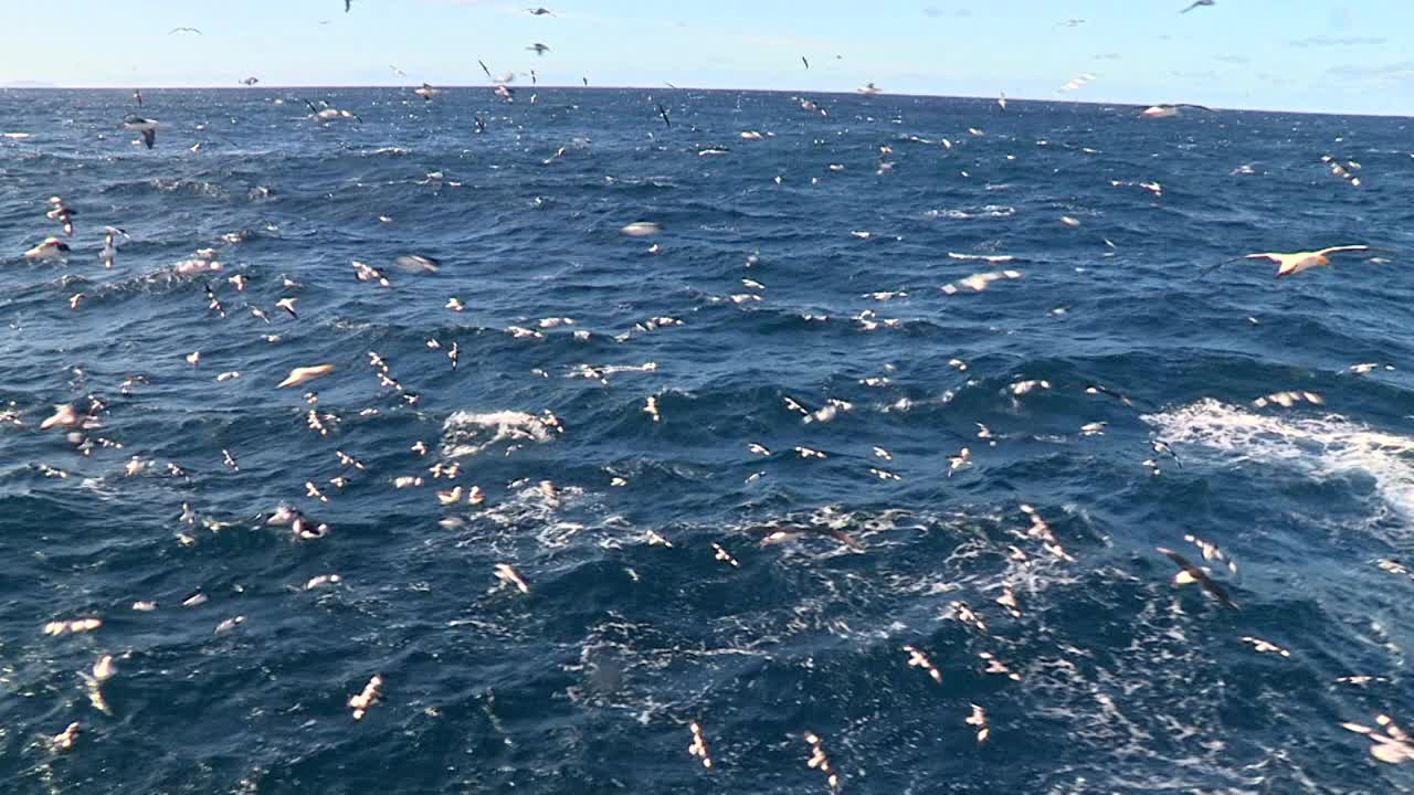 飞过海洋的鸟群或海鸟视频素材