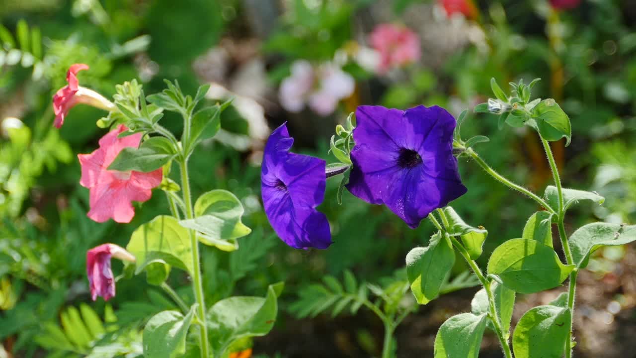 花园里开着紫色的矮牵牛花视频素材