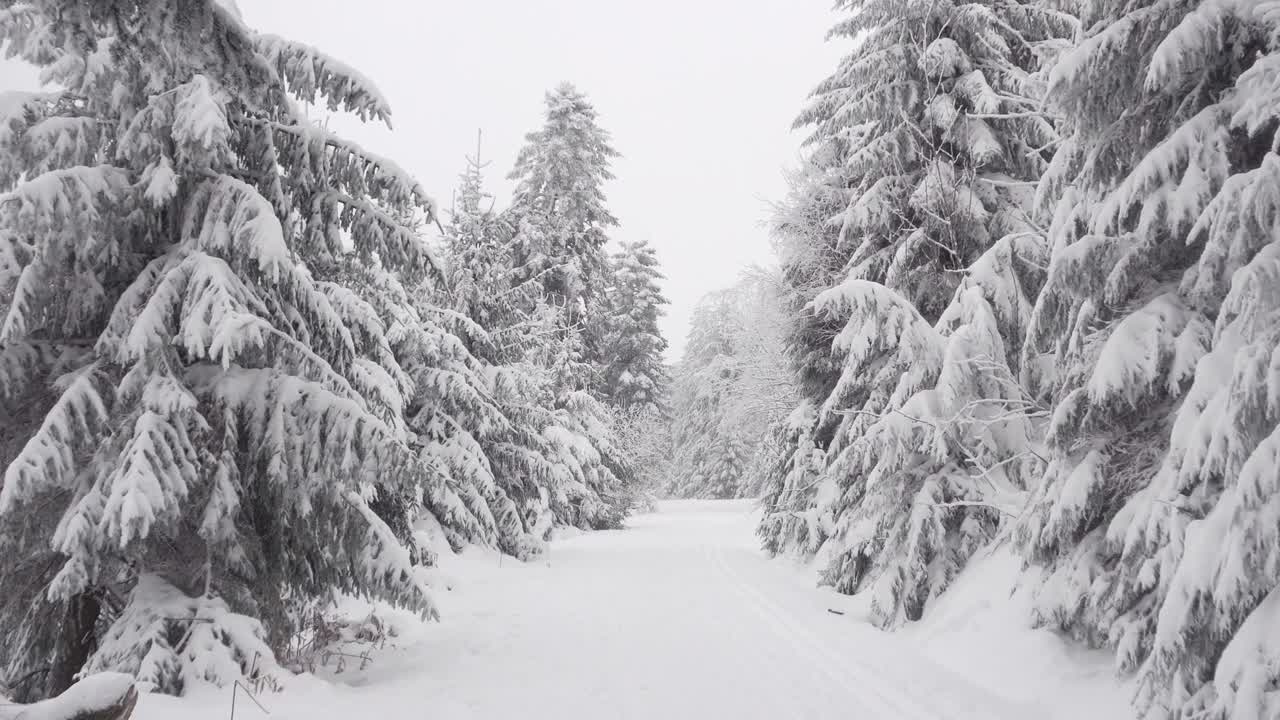 白雪覆盖的冬季森林里，一月的白雪。视频素材