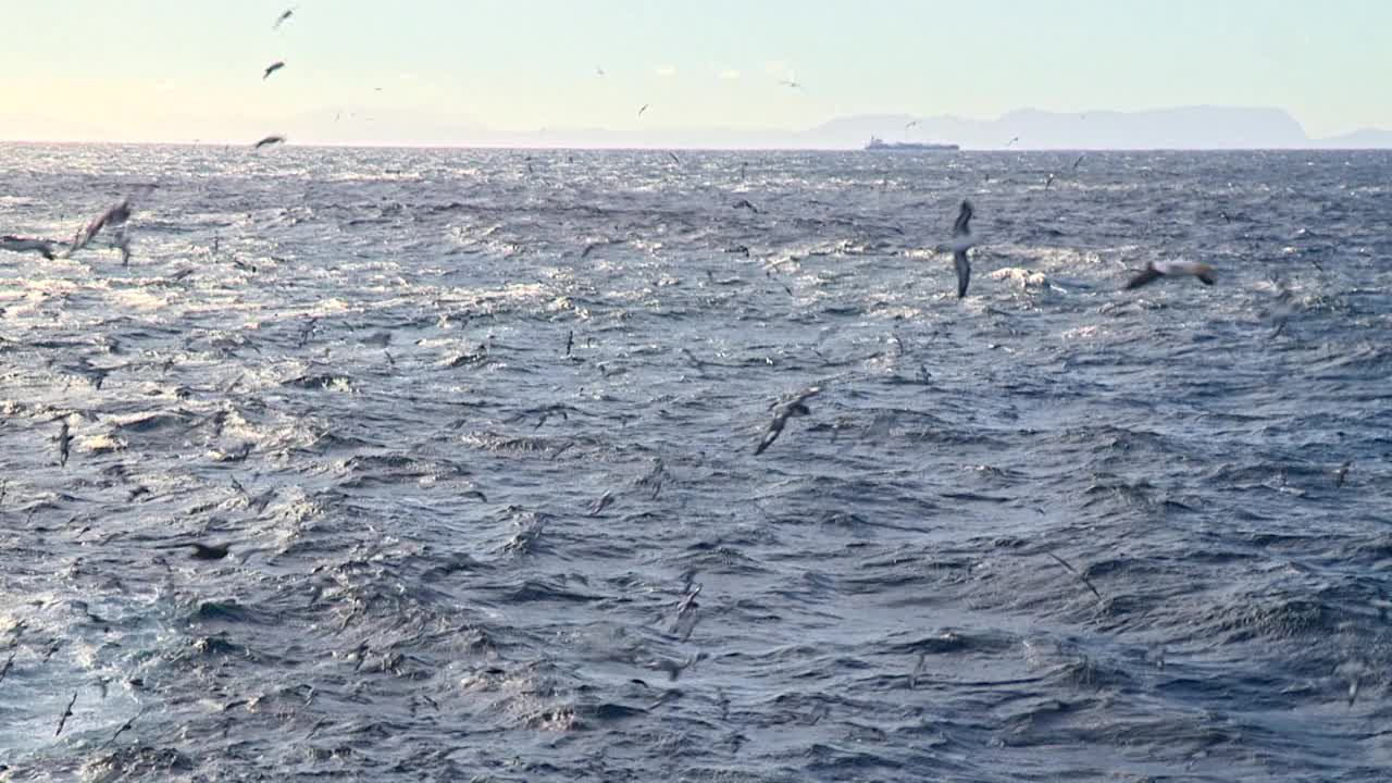 飞过海洋的鸟群或海鸟视频素材