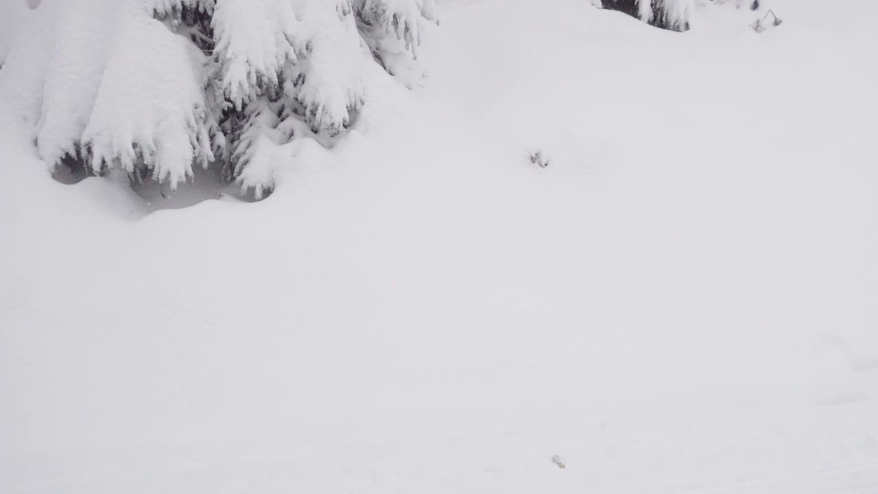 白雪覆盖的冬季森林里，一月的白雪。视频素材