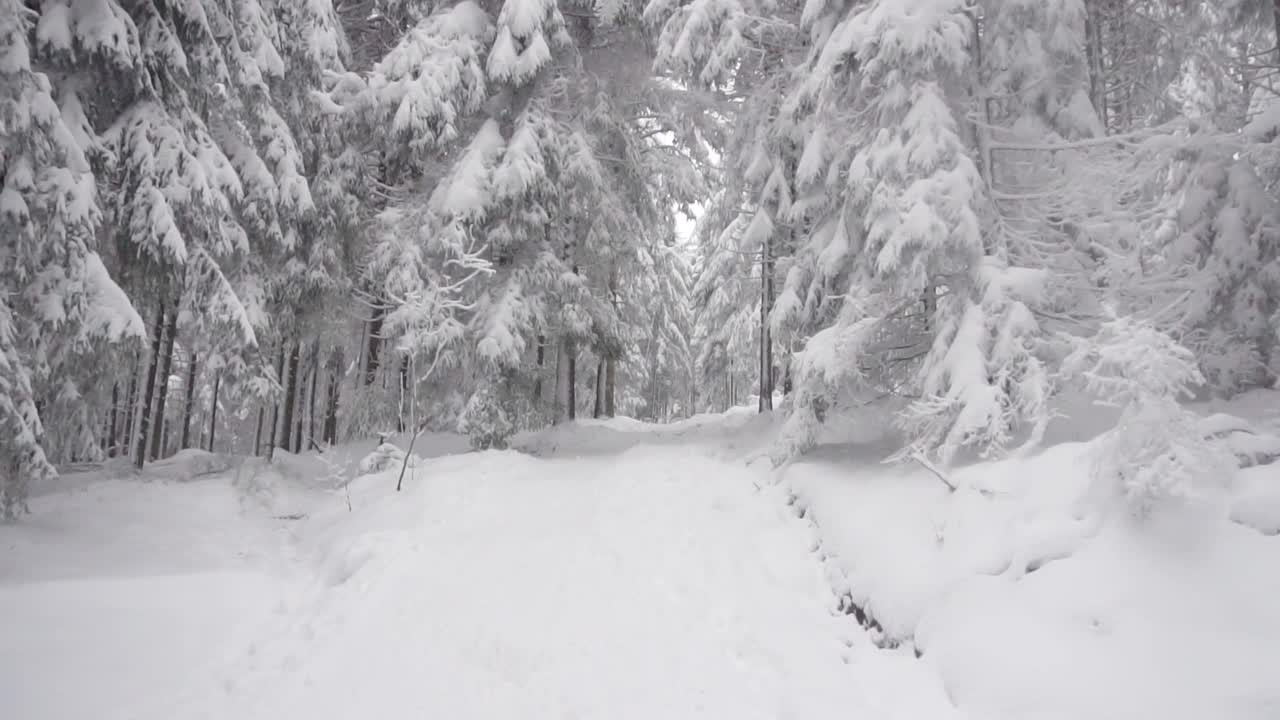 白雪覆盖的冬季森林里，一月的白雪。视频素材