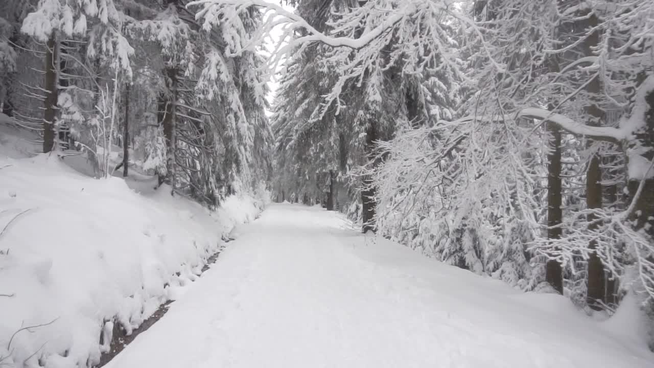 白雪覆盖的冬季森林里，一月的白雪。视频素材