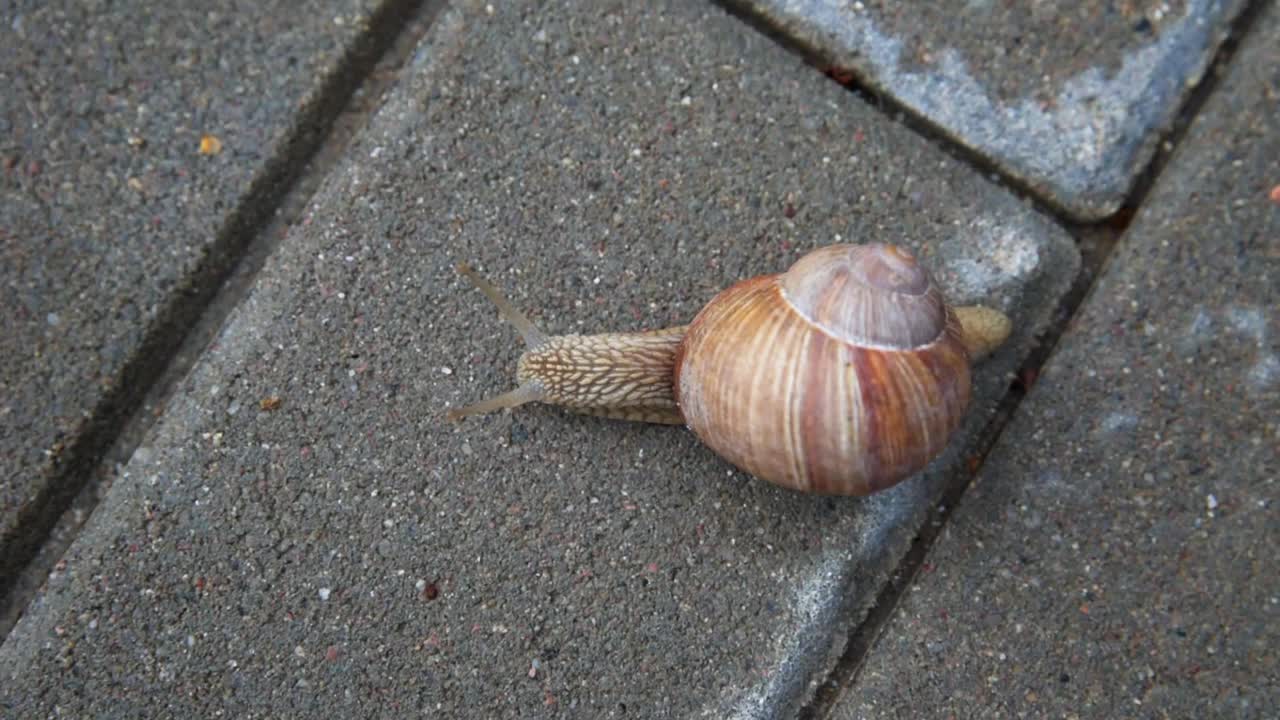 柏油路上滑行的勃艮第蜗牛视频素材