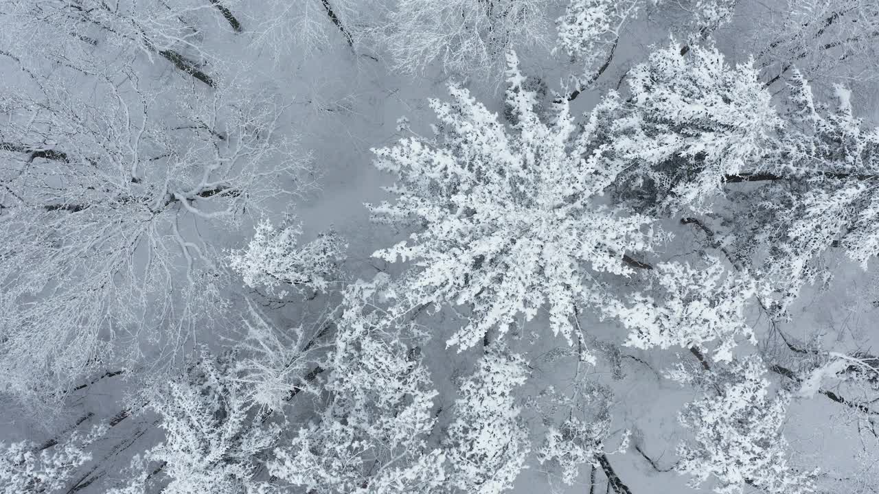 在冰雪覆盖的森林上空飞行，冬天。直接上图。巴伐利亚,德国。视频素材