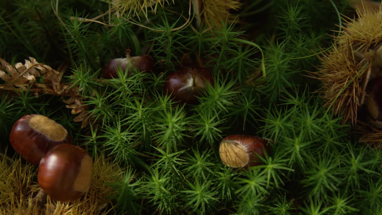 特写:亮晶晶的栗子粒躺在柔软、充满活力的绿色苔藓中。视频素材