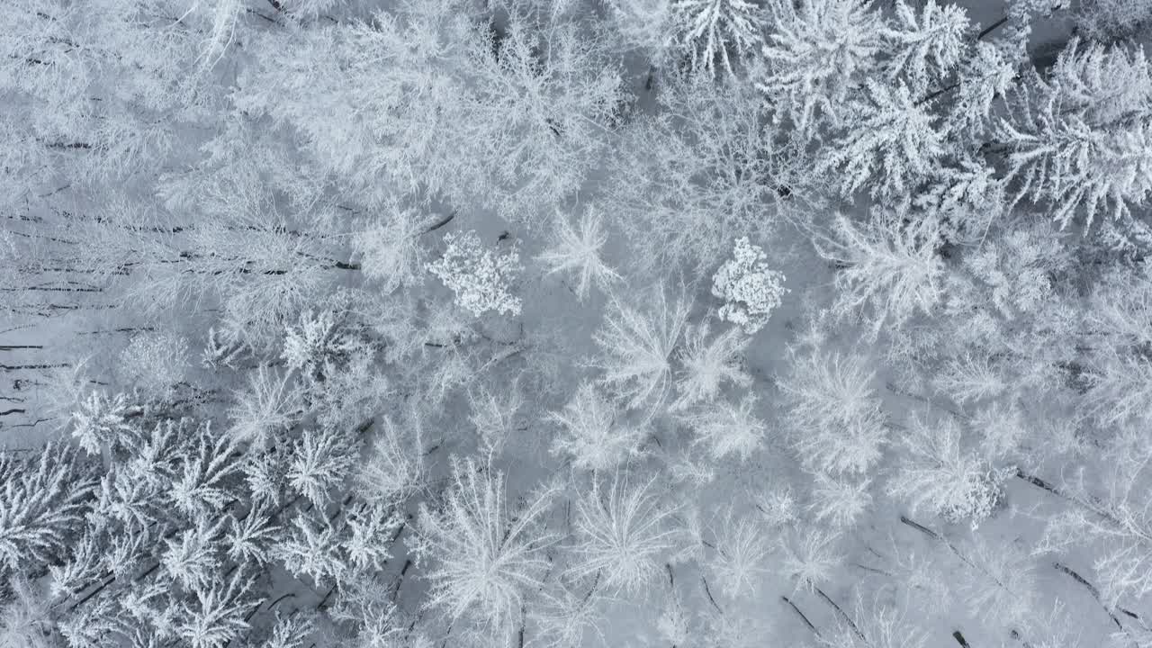 在冰雪覆盖的森林上空飞行，冬天。直接上图。巴伐利亚,德国。视频素材