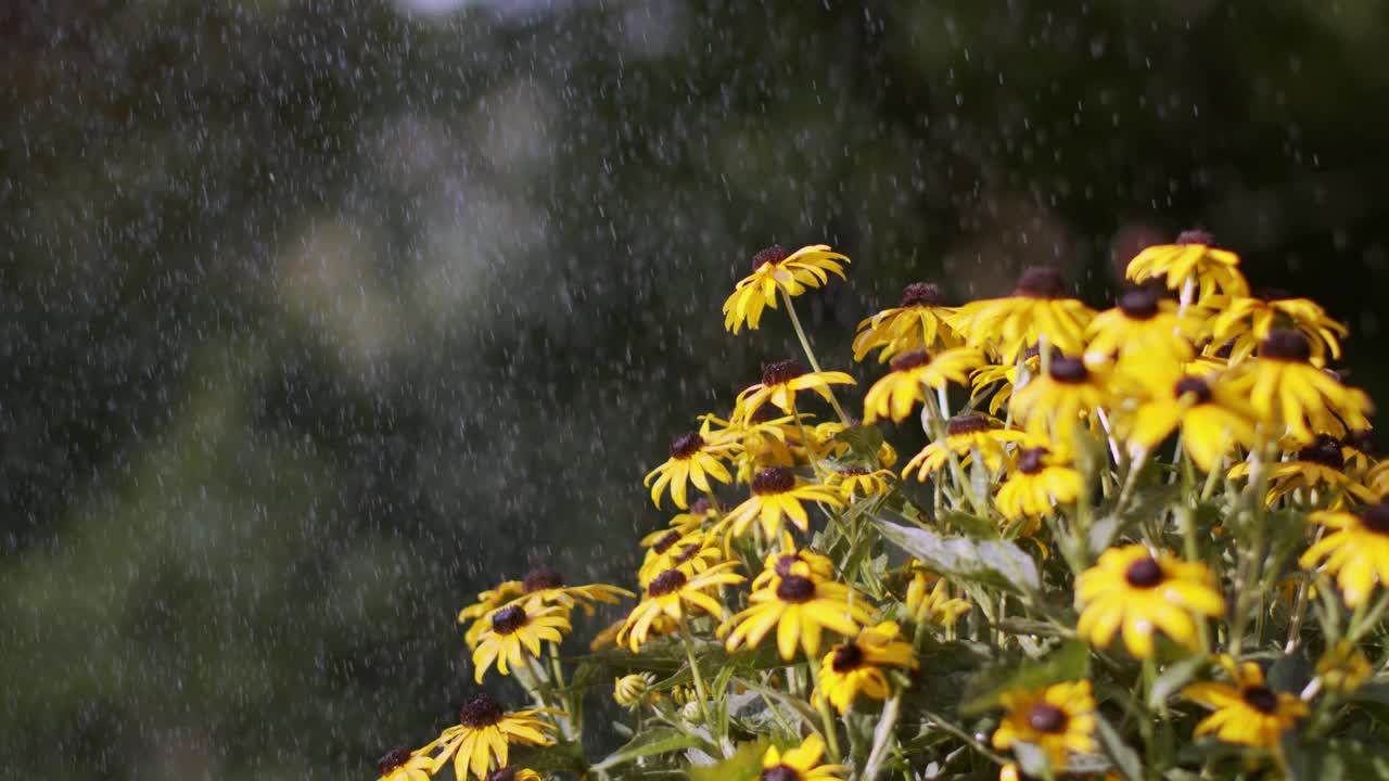 雨落在后院的花上视频素材