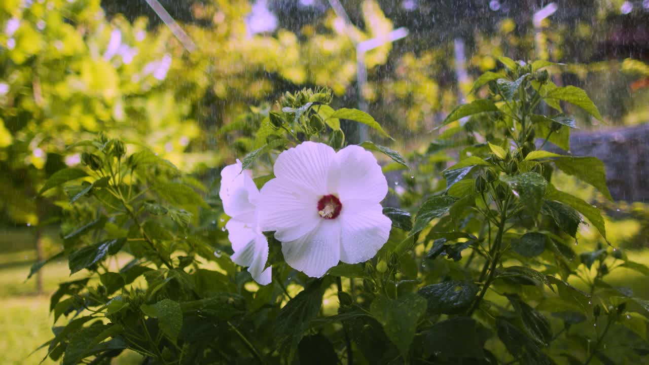 雨落在后院的花上视频素材