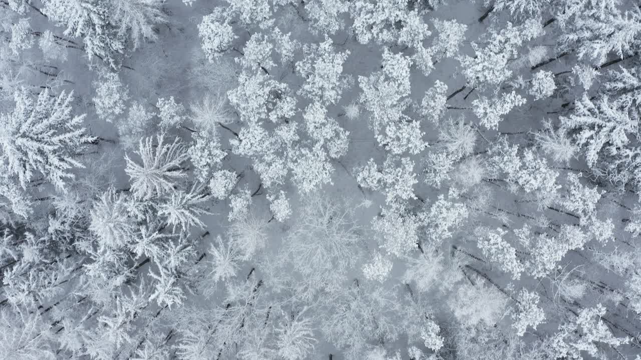 在冰雪覆盖的森林上空飞行，冬天。直接上图。巴伐利亚,德国。视频素材