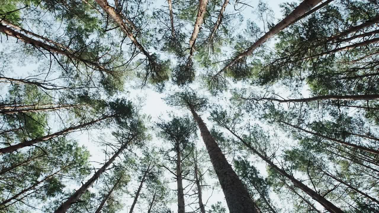 松林从下面到天空，移动相机视频素材