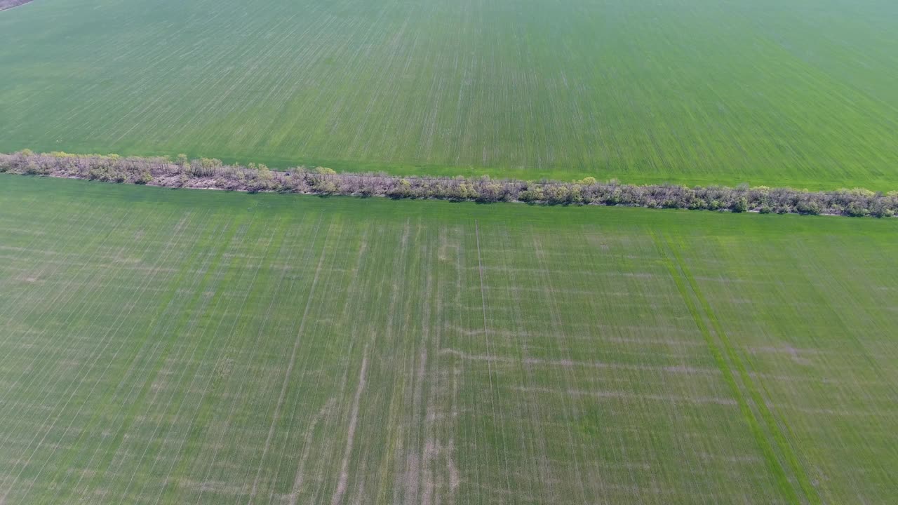 田野上方，一大片冬小麦穿过种植林地视频素材