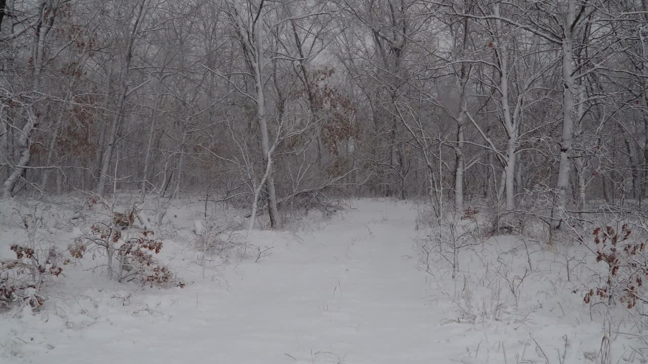 冬日的小路上，一片被暴风雪覆盖的森林视频素材