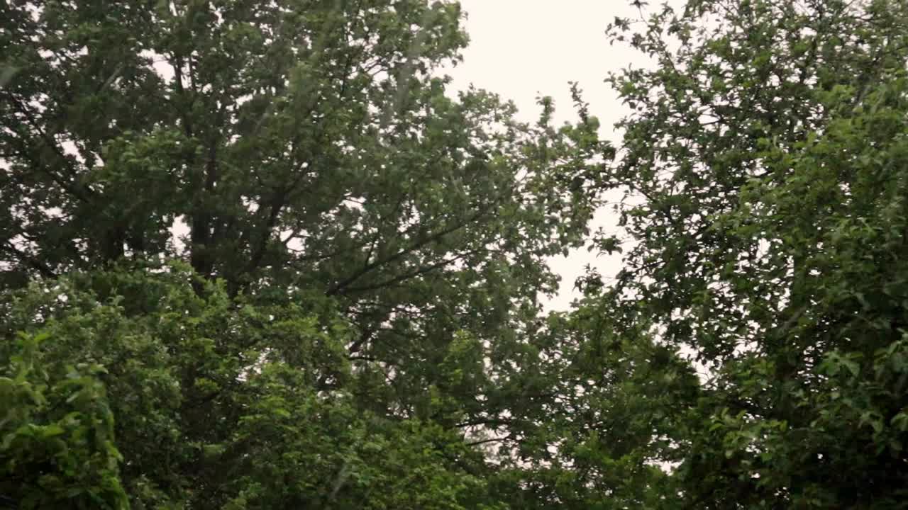 夏日风暴伴着冰雹风雨摇树视频下载