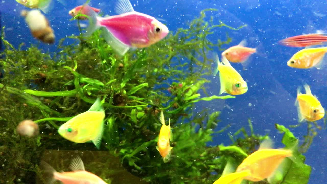 五颜六色的热带小海鱼在水族馆的水下植物和珊瑚之间游泳。视频素材