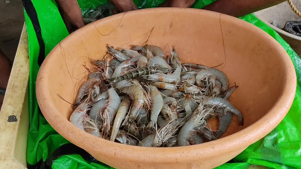 大型虎虾在塑料容器出售视频素材