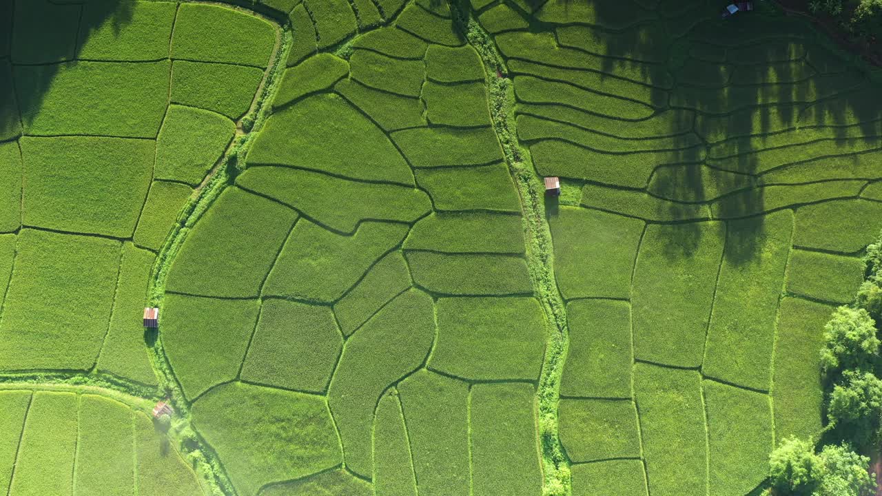 在一个美丽的山谷里，鸟瞰一大片稻田。泰国北部农业区视频素材