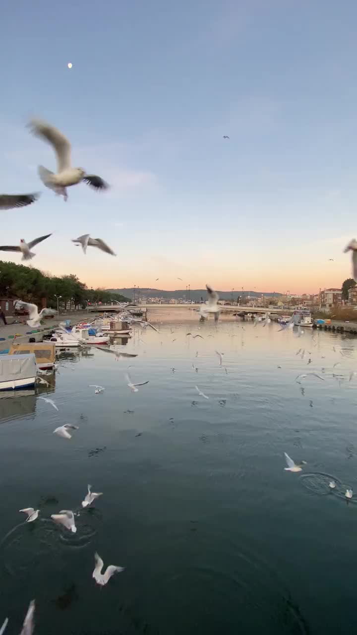 一群海鸥(Larus argentatus)在Çanakkale /土耳其视频素材