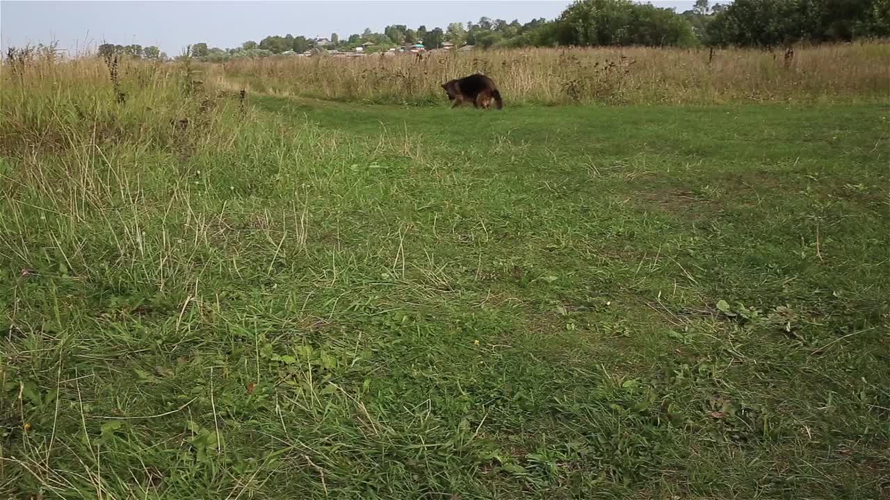 德国牧羊犬视频素材