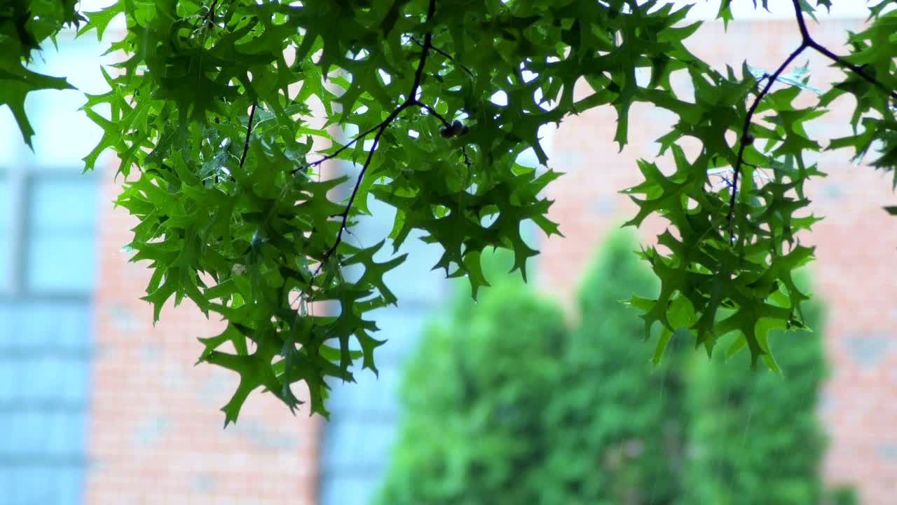 强烈的热带雨落在屋顶上，大雨滴落在屋顶上视频素材