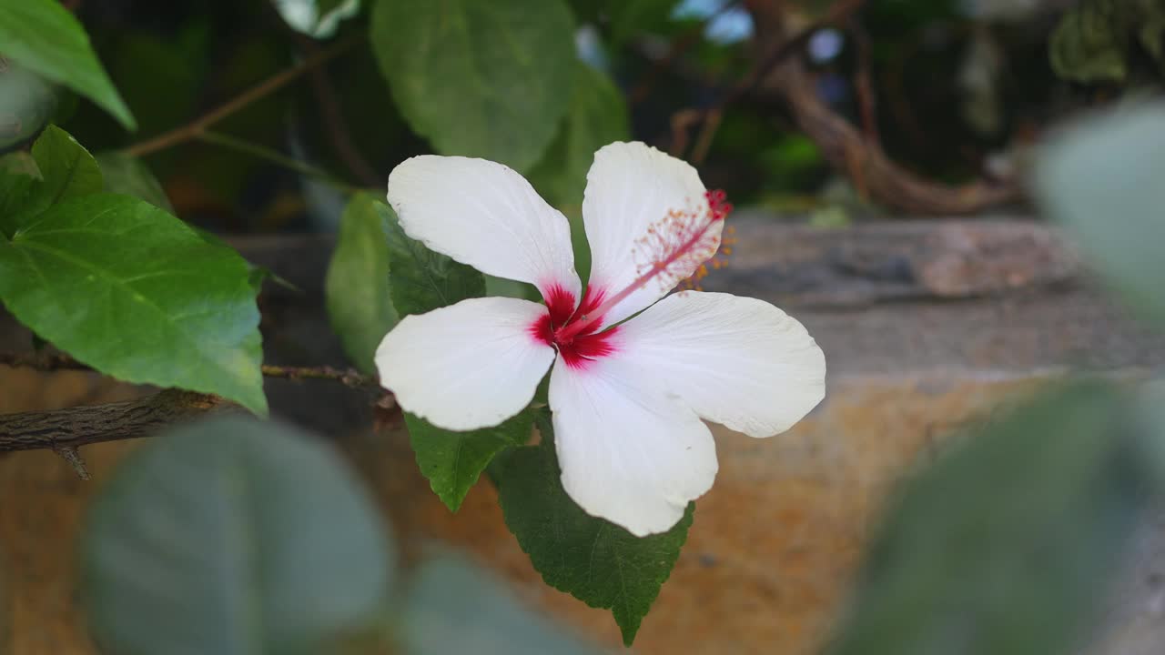 绿色植物中美丽的芙蓉花特写视频素材