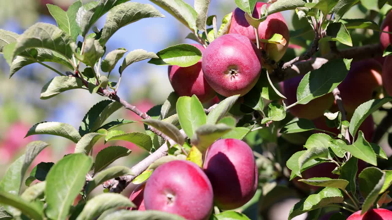 红苹果树和秋天果园里的苹果采摘视频素材