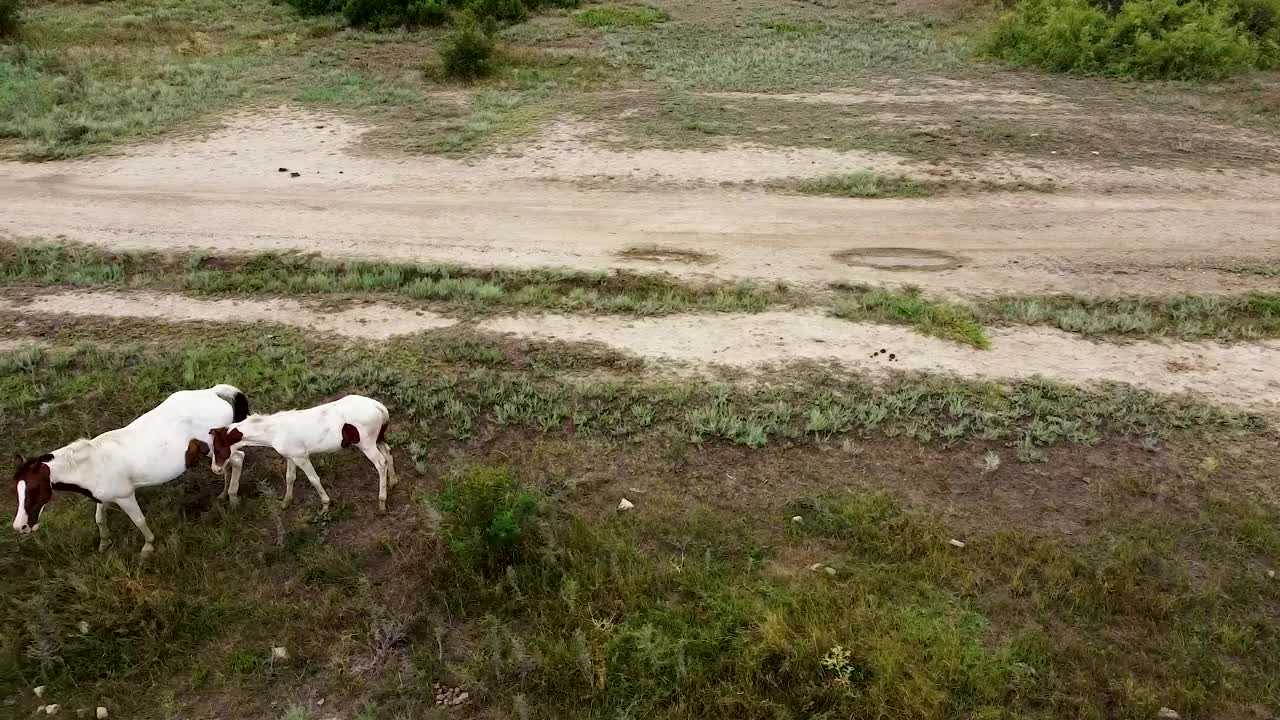 牧场上成群的马驹农庄动物，夏日美绿良种动物。农村牧群纯种，幼仔在外视频素材