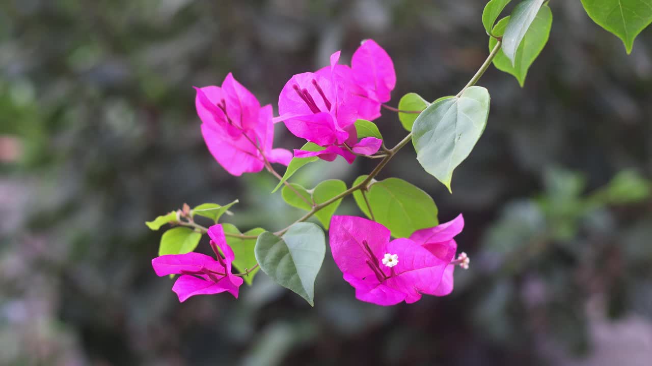 九重葛开花，叶有纹理。粉红色紫色背景视频素材