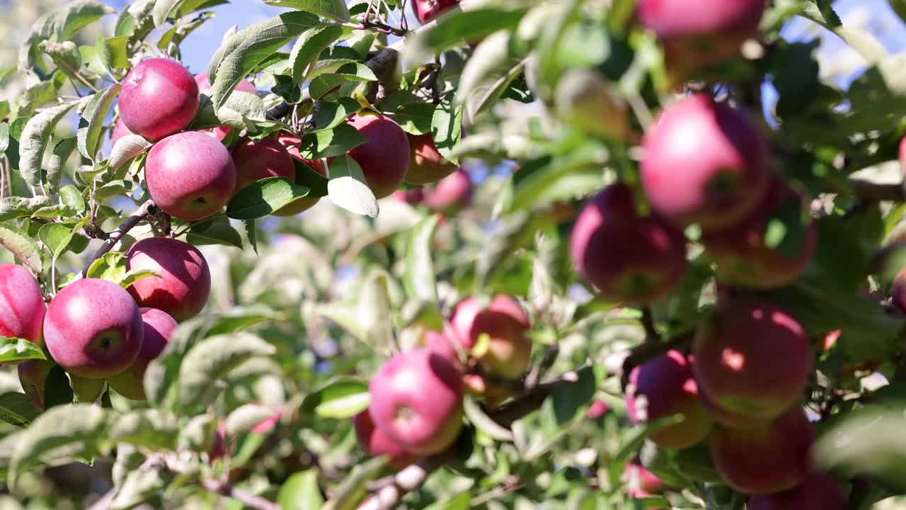 红苹果树和秋天果园里的苹果采摘视频素材