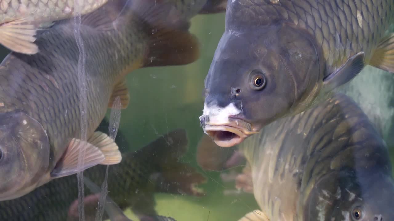 在鱼市的水族商店买鱼视频素材