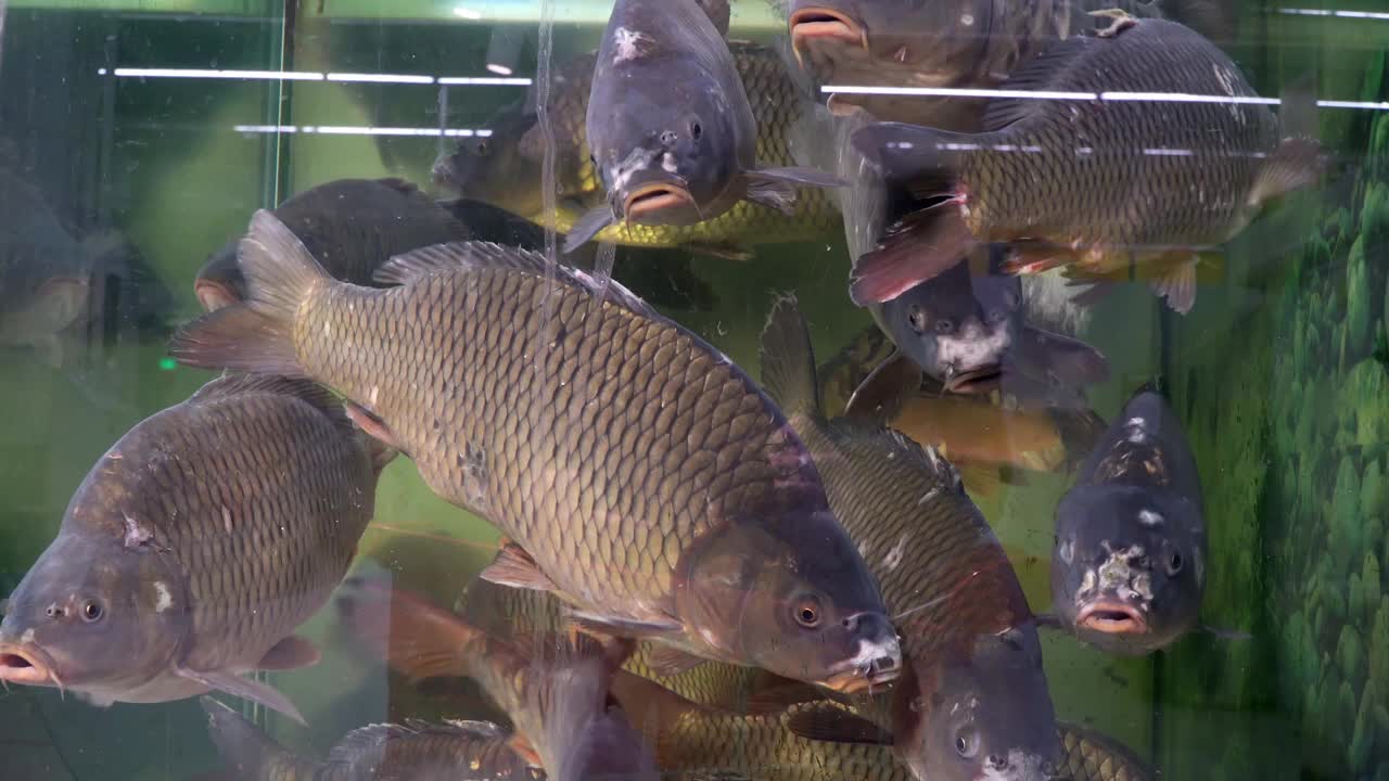 在鱼市的水族商店买鱼视频素材