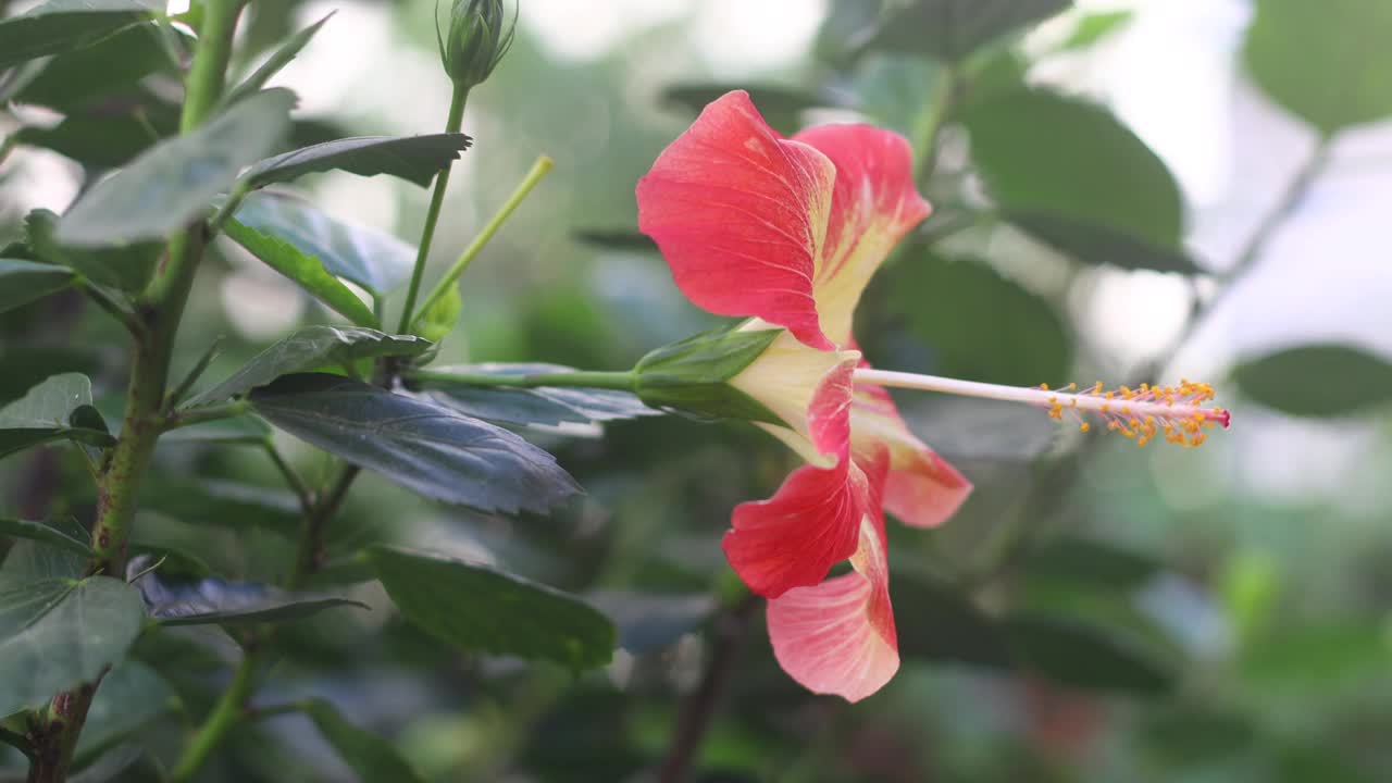 绿色植物中美丽的芙蓉花特写视频素材