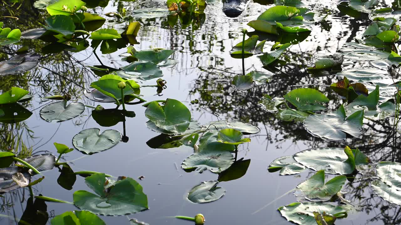 短吻鳄游向摄像机通过Lilypads视频素材