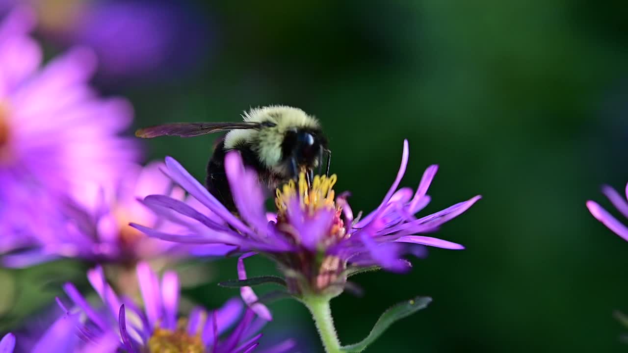 大黄蜂在紫色的花上视频素材